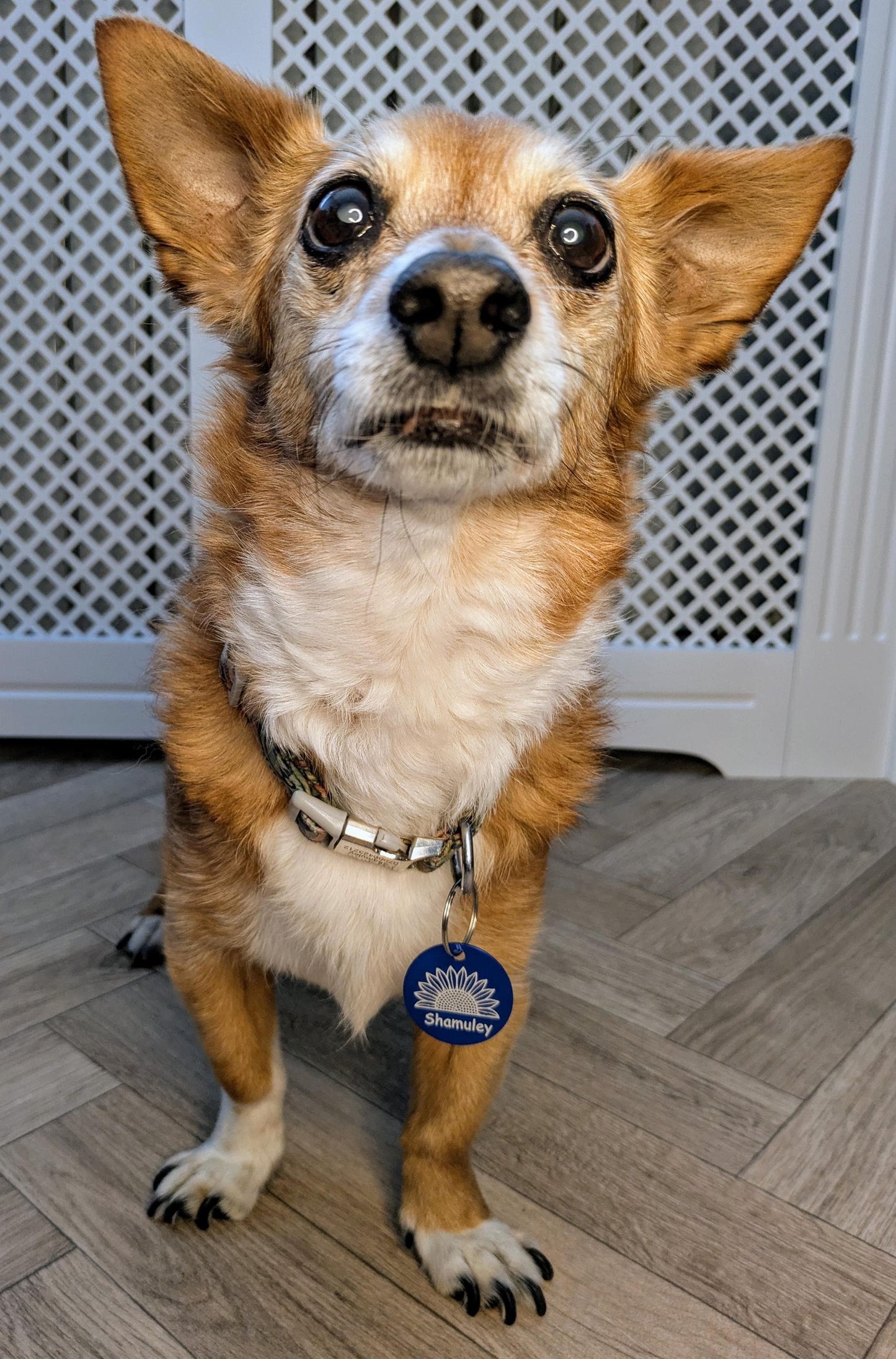 Laser Engraved Pet Tag